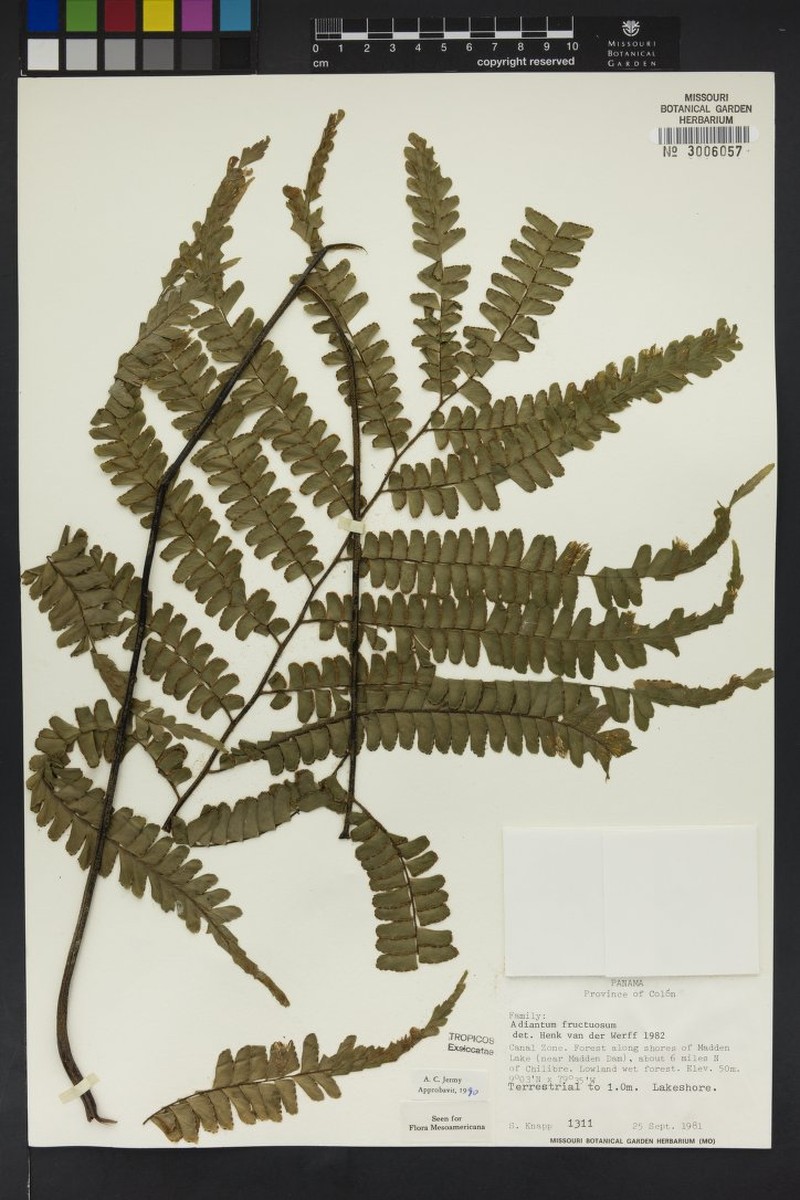 Adiantum amblyopteridium photo 7