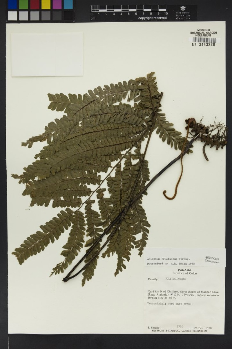 Adiantum amblyopteridium photo 8