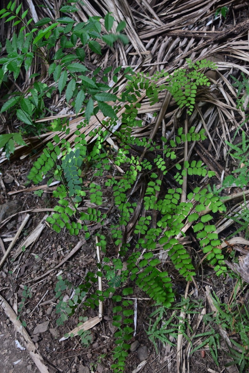 Adiantum amplum