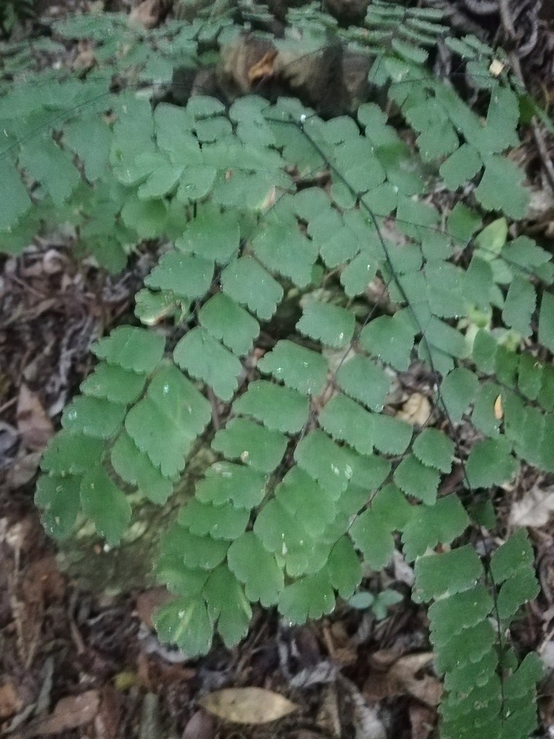 Adiantum amplum photo 2