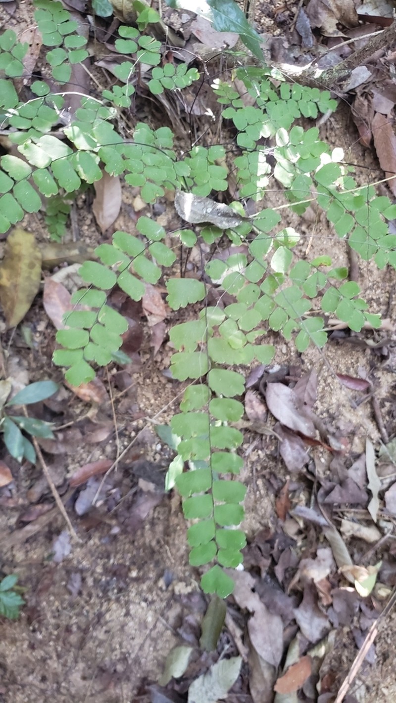 Adiantum amplum photo 3