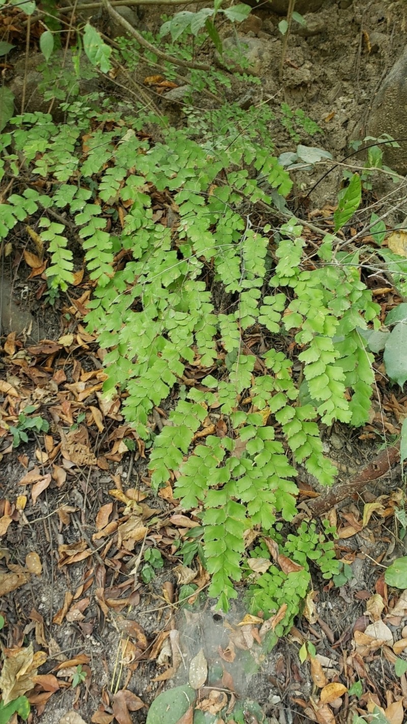 Adiantum amplum photo 4