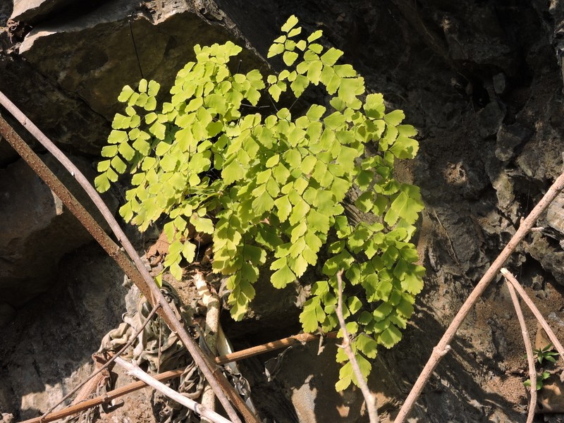 Adiantum amplum photo 5