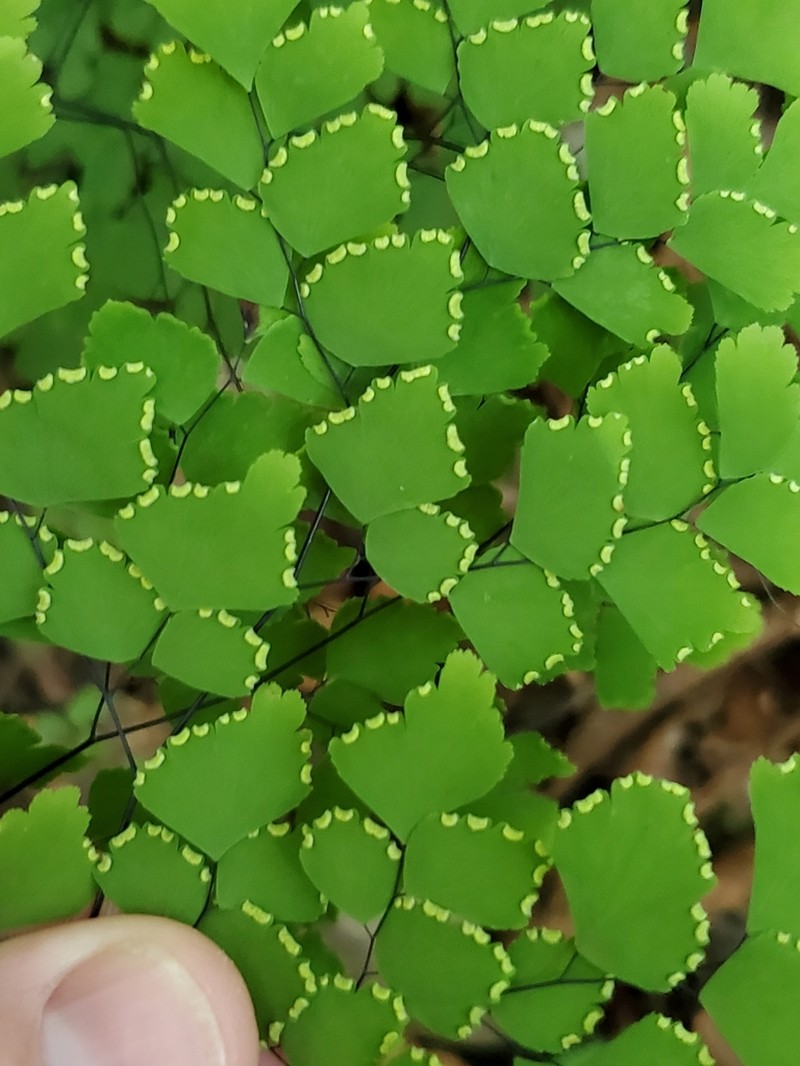 Adiantum amplum photo 6