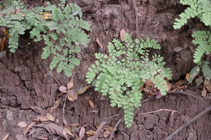 Adiantum amplum photo 7