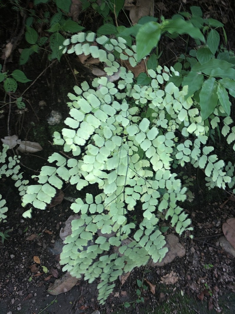 Adiantum amplum photo 8