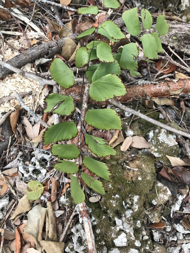 Double Edge Maidenhair