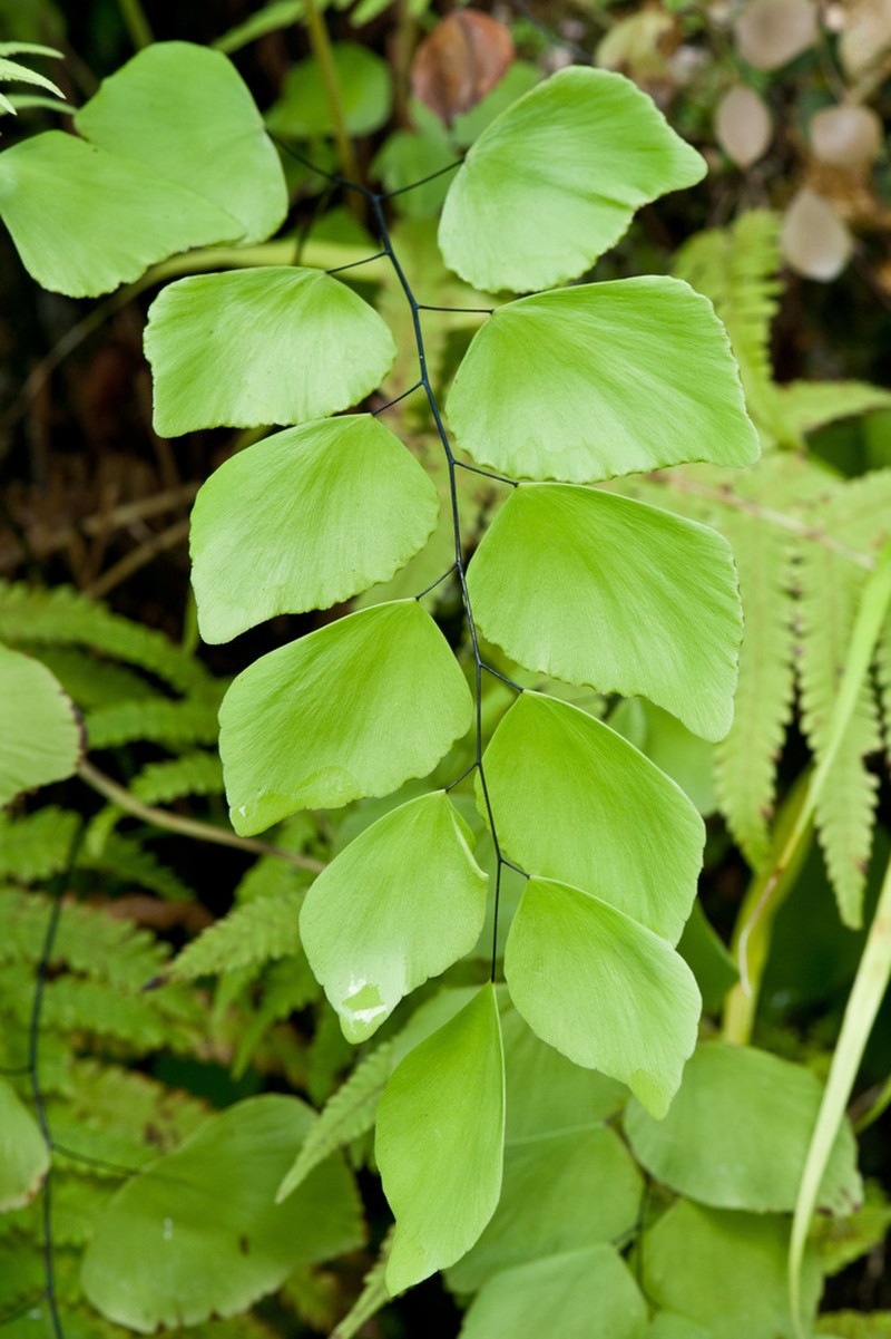 Double Edge Maidenhair photo 2