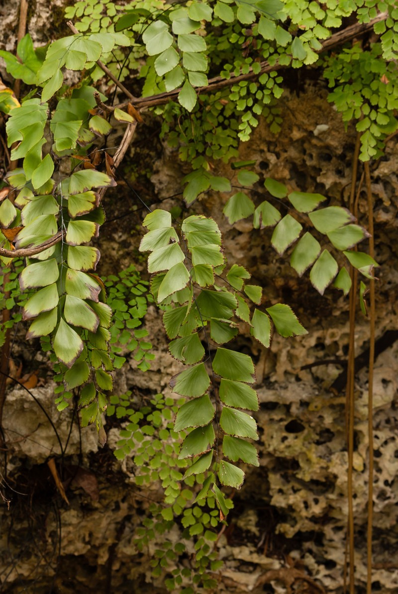 Double Edge Maidenhair photo 3
