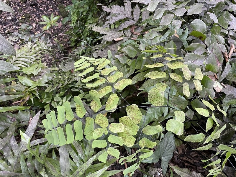 Double Edge Maidenhair photo 4