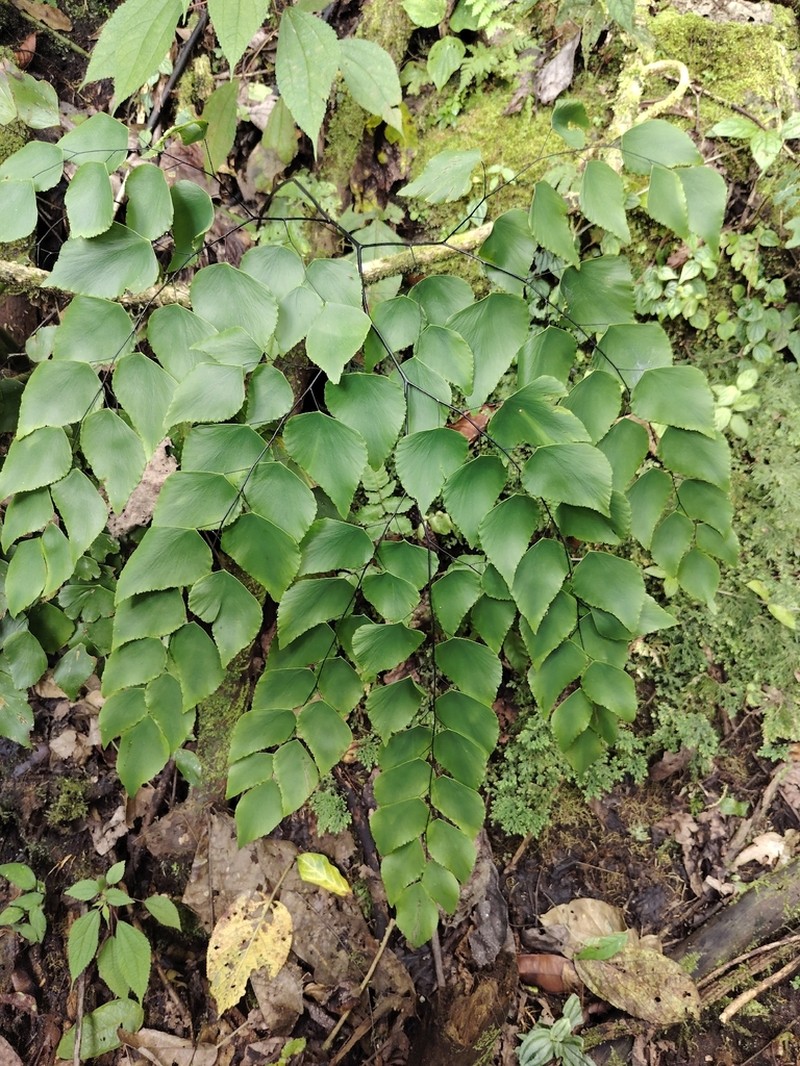 Double Edge Maidenhair photo 5