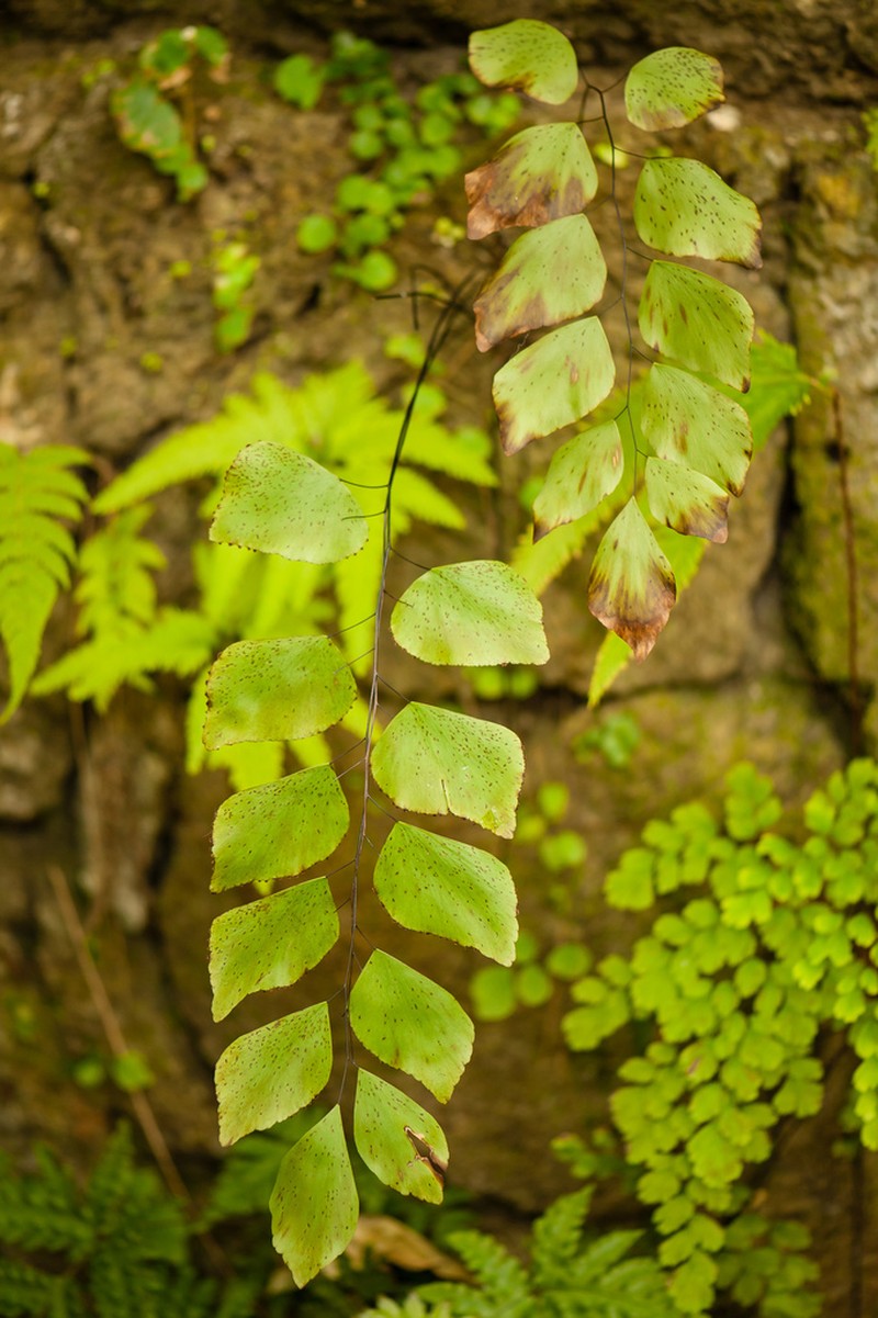 Double Edge Maidenhair photo 6