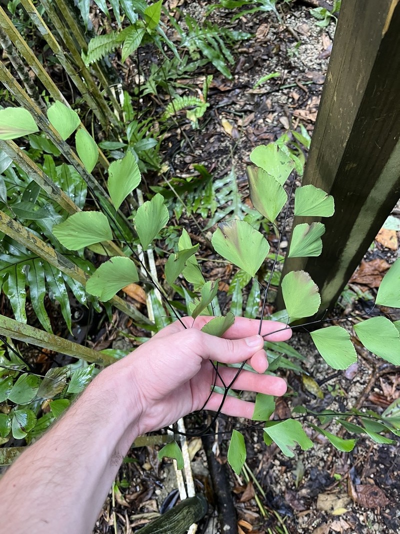 Double Edge Maidenhair photo 7