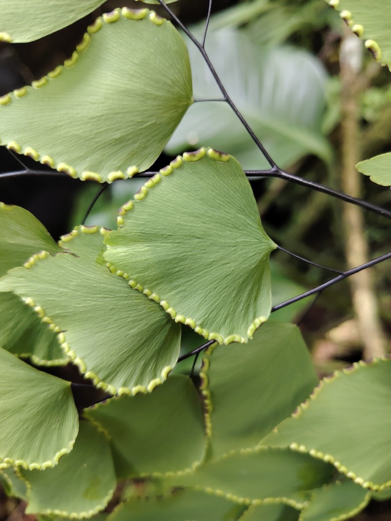 Double Edge Maidenhair photo 8