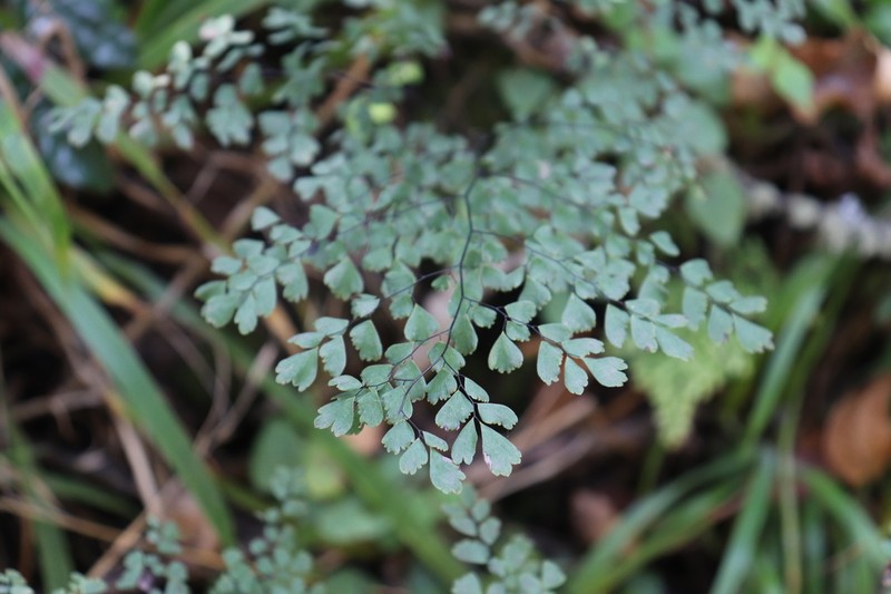 Adiantum andicola