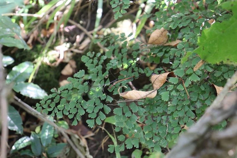 Adiantum andicola photo 2