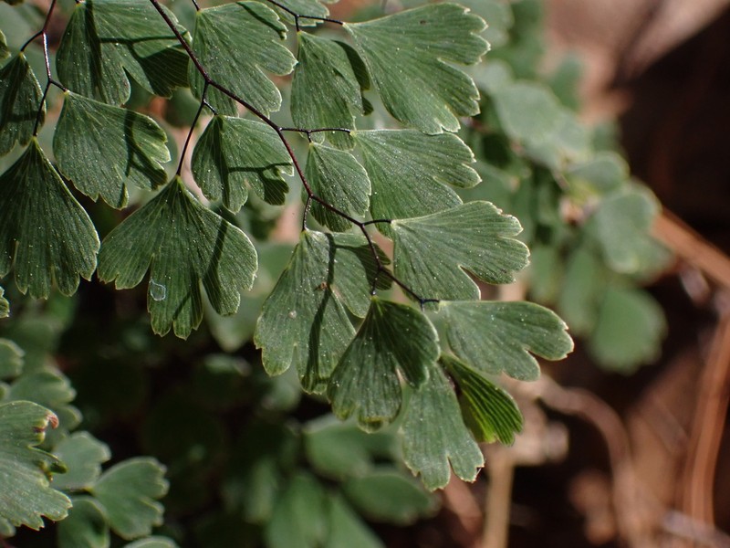 Adiantum andicola photo 3