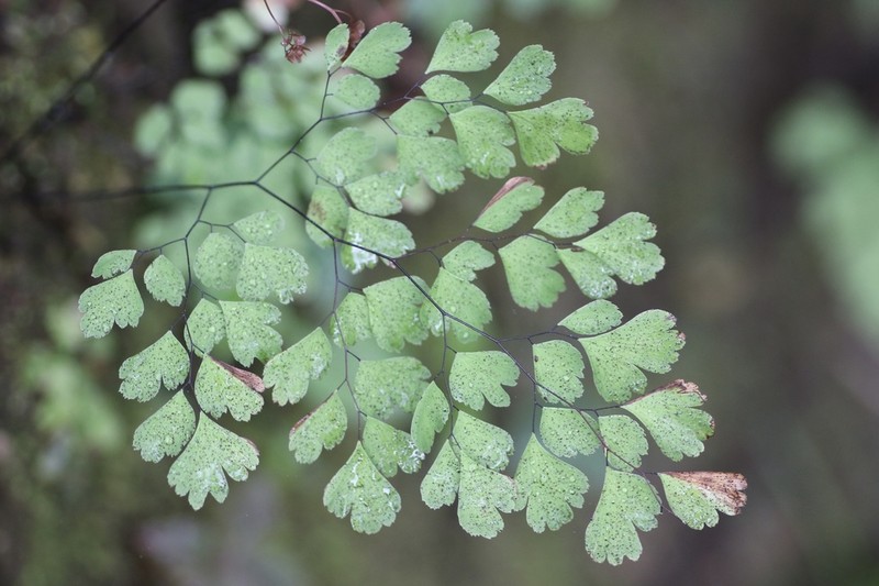 Adiantum andicola photo 4