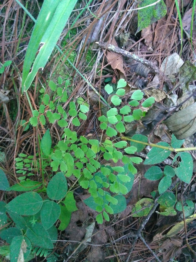Adiantum andicola photo 5
