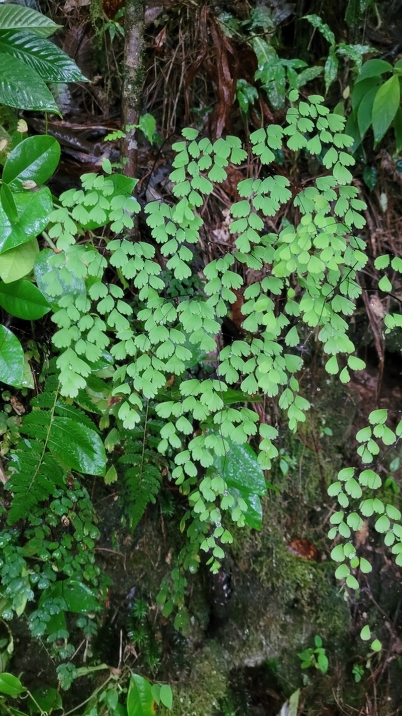 Adiantum andicola photo 6