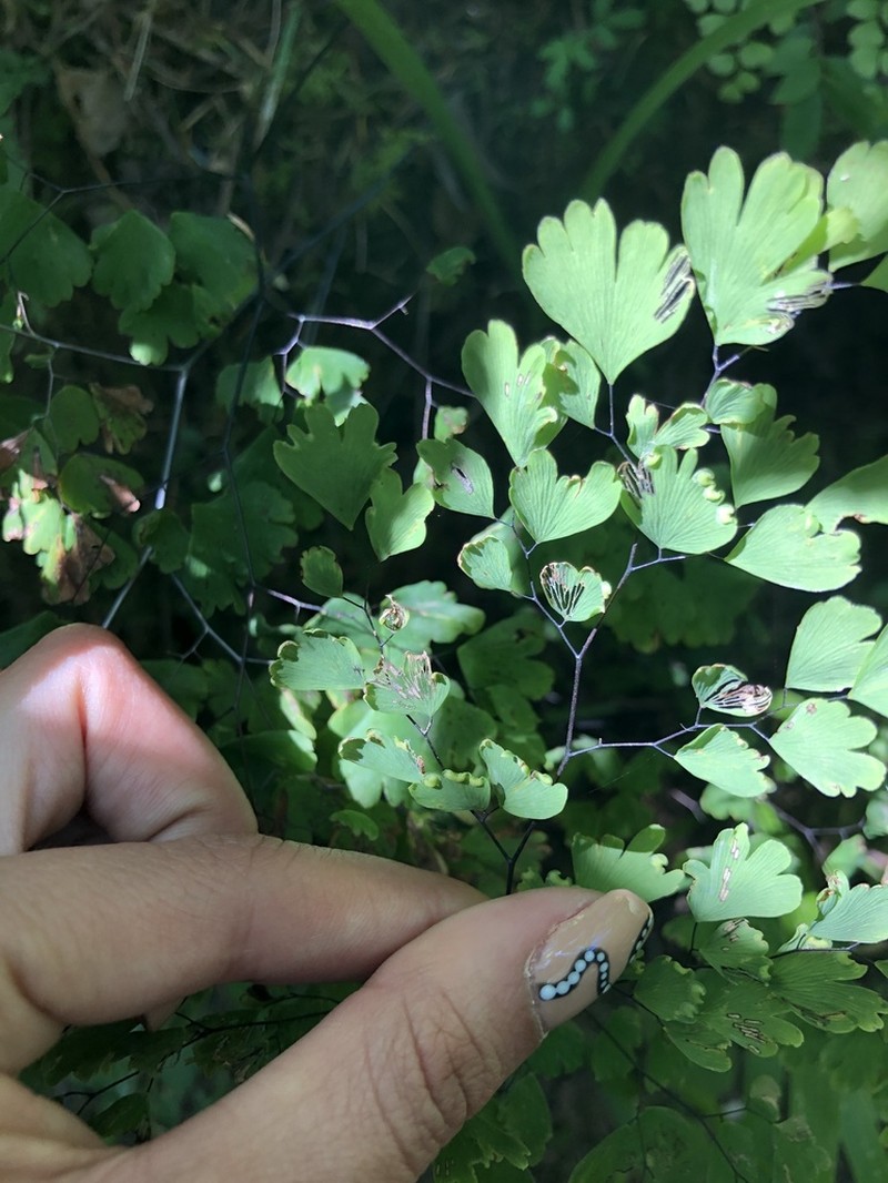 Adiantum andicola photo 7