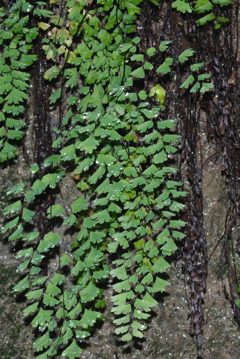 Adiantum andicola photo 8
