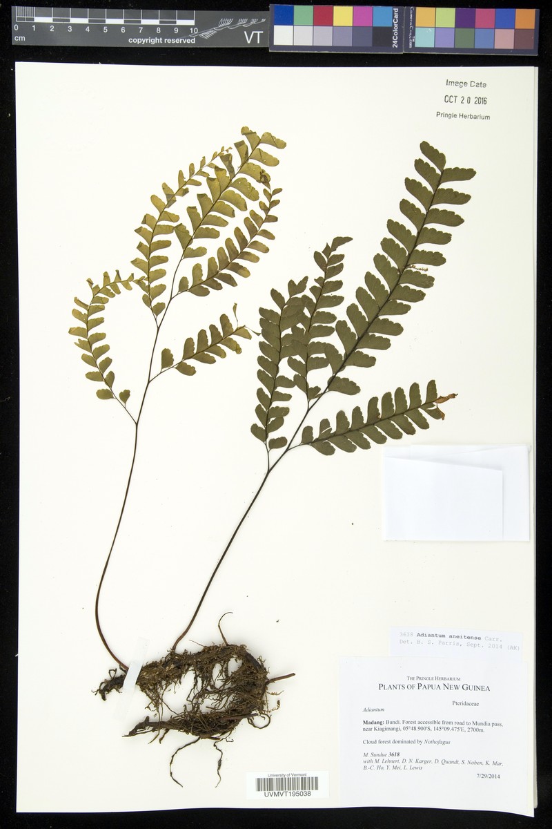 Adiantum aneitense