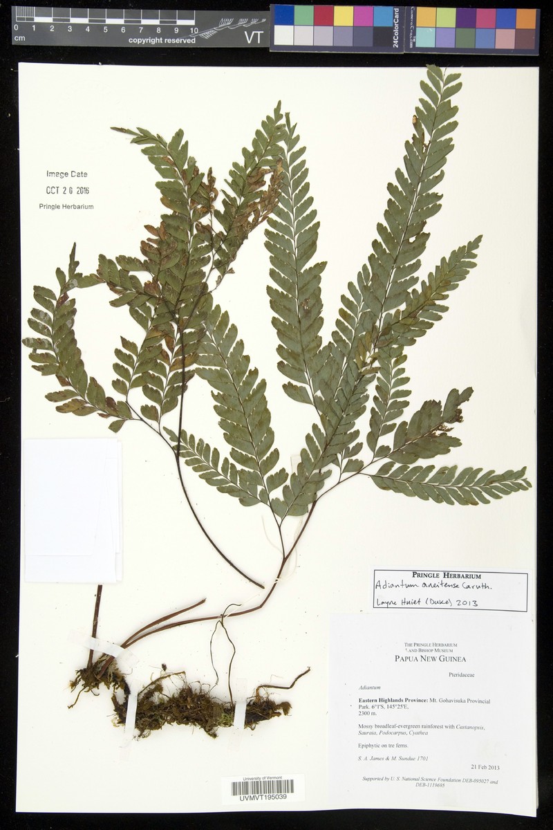 Adiantum aneitense photo 2