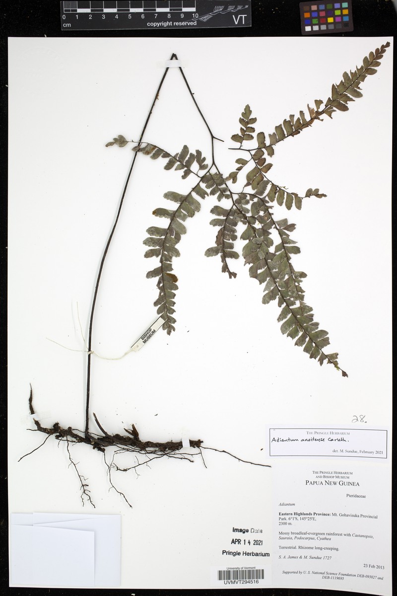 Adiantum aneitense photo 3