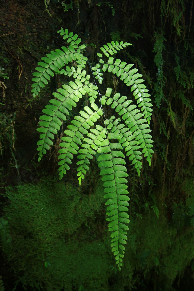 Adiantum aneitense photo 4