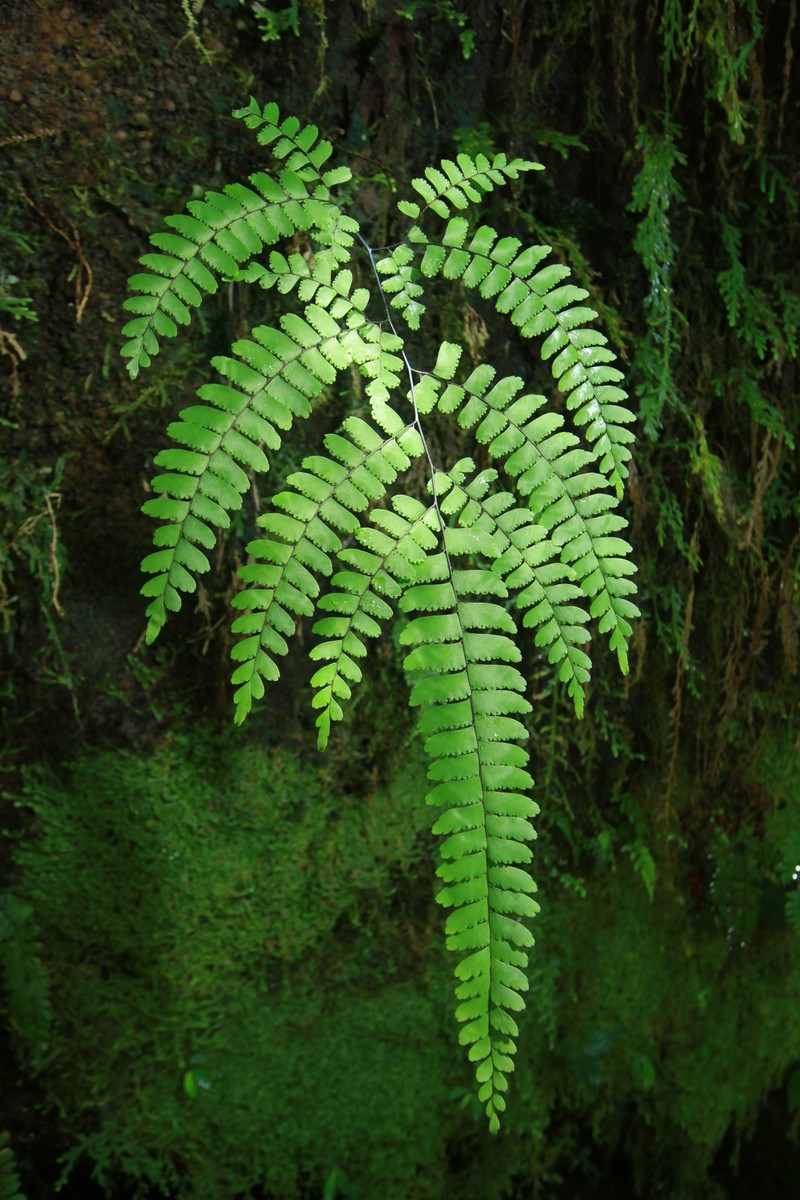Adiantum aneitense photo 5