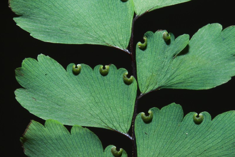 Adiantum aneitense photo 6
