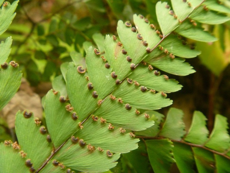 Adiantum aneitense photo 7