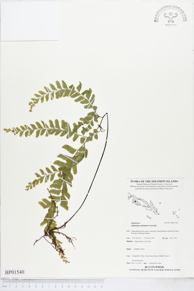 Adiantum aneitense photo 8