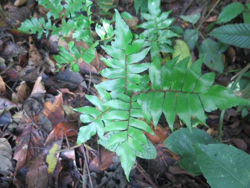 Adiantum argutum