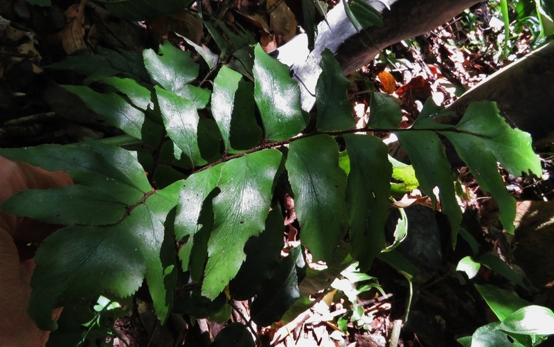 Adiantum argutum photo 2