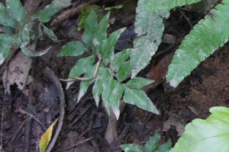 Adiantum argutum photo 3