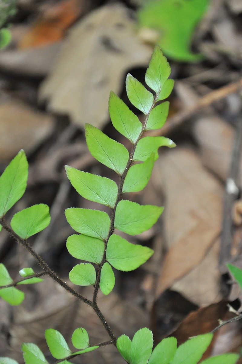 Adiantum argutum photo 4