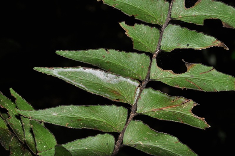 Adiantum argutum photo 5