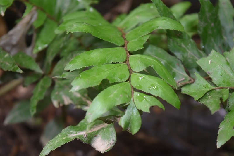 Adiantum argutum photo 6