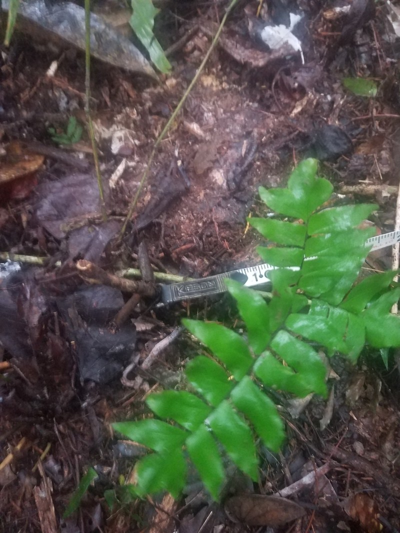 Adiantum argutum photo 7