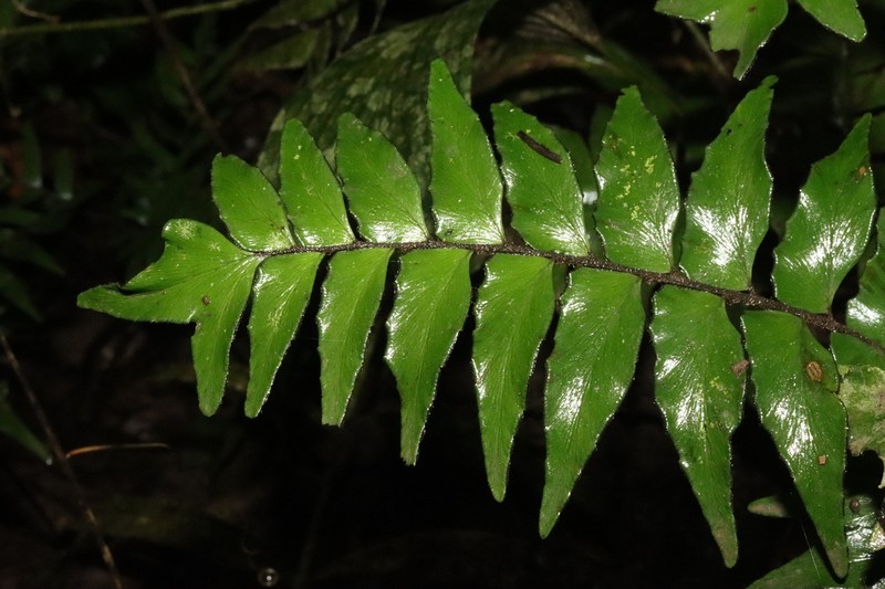 Adiantum argutum photo 8