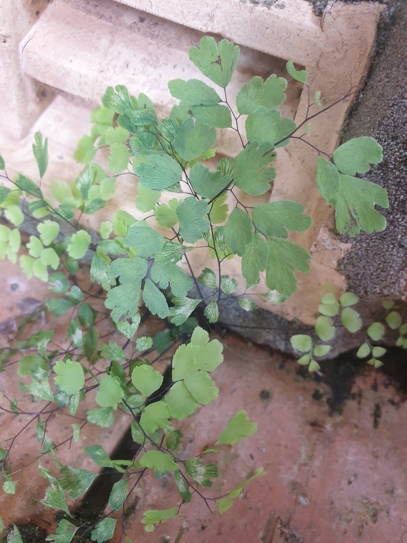 Adiantum atroviride photo 2