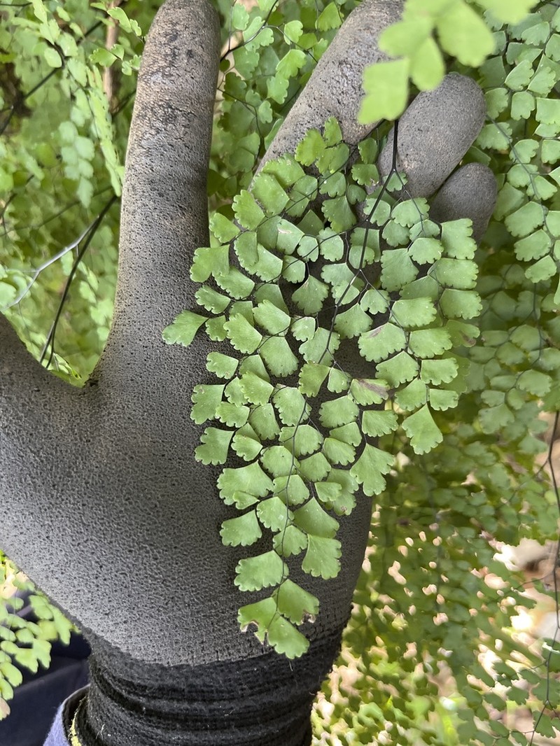 Adiantum atroviride photo 3