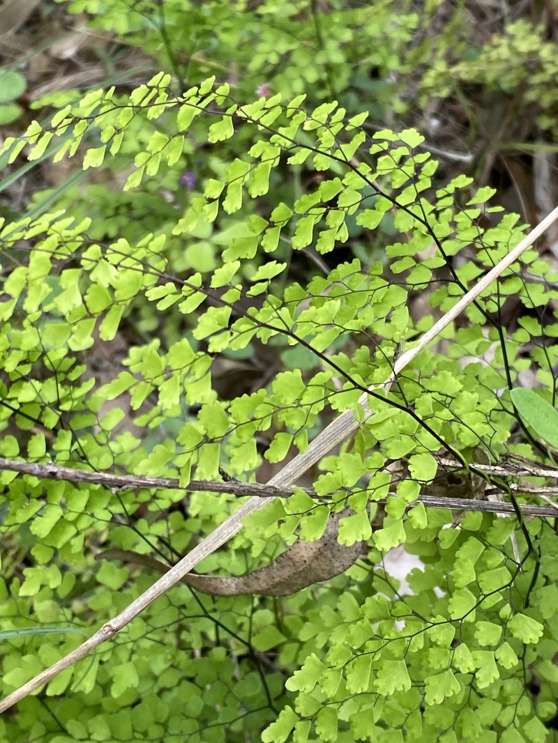Adiantum atroviride photo 4