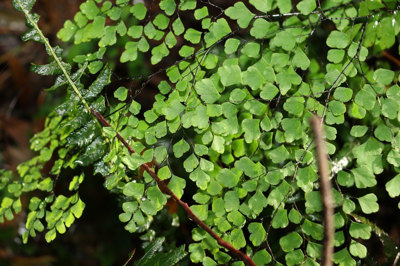 Adiantum atroviride photo 5