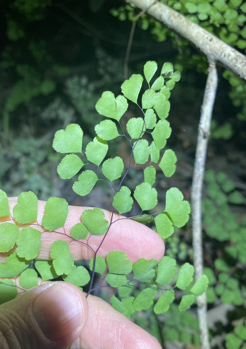Adiantum atroviride photo 6