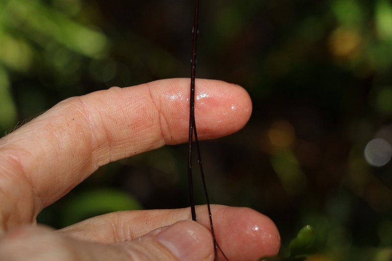 Adiantum atroviride photo 7