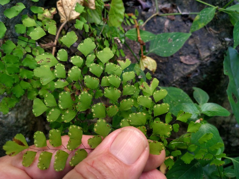 Adiantum atroviride photo 8