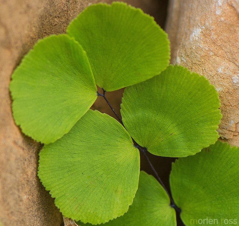 Adiantum balfourii